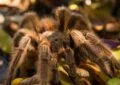 Expert-Backed Tarantula Handling Hacks for New Pet Owners 7 Expert-Backed Tarantula Handling Hacks for New Pet Owners