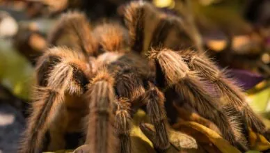 Expert-Backed Tarantula Handling Hacks for New Pet Owners