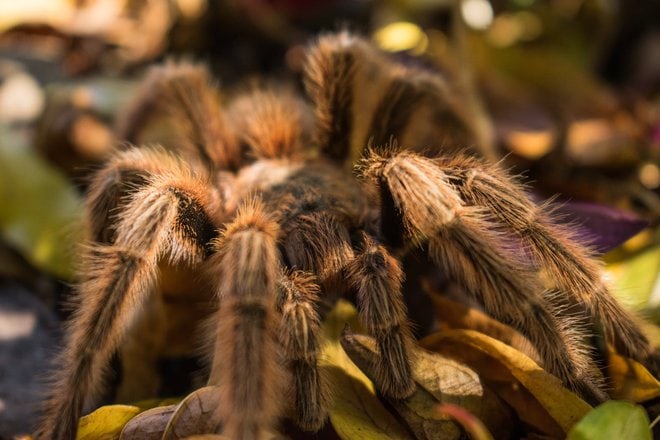 Expert-Backed Tarantula Handling Hacks for New Pet Owners