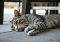 Ear Infections in Cats: Symptoms, Causes, and Treatments 5 Ear Infections in Cats: Symptoms, Causes, and Treatments