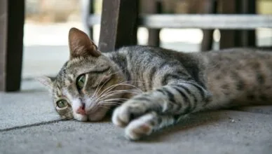 silver tabby cat lying on ground
