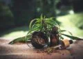 What Is The Entourage Effect And How Does It Relate To Cbd?