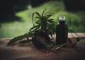 What Are The Potential Benefits Of Cbd For Mental Health? 2 What Are The Potential Benefits Of Cbd For Mental Health?