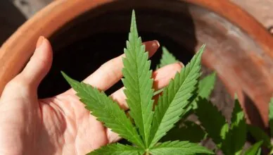 How To Choose The Right Cbd Extraction Method?