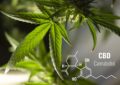 Why Is Cbd Being Studied For Its Potential Antipsychotic Effects?