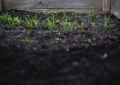 Why Soil Drainage Matters For Plant Health And How To Improve Garden Drainage 4 Why Soil Drainage Matters For Plant Health And How To Improve Garden Drainage