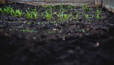Why Soil Drainage Matters For Plant Health And How To Improve Garden Drainage