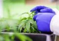 What Are The Potential Benefits Of Cbd For Digestive Disorders? 7 What Are The Potential Benefits Of Cbd For Digestive Disorders?