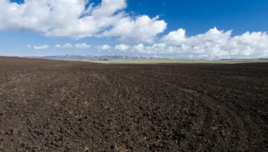 Why Proper Soil Preparation Is Key For Successful Gardening And How To Do It