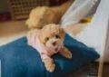 How to Prepare Your Home for a New Puppy 3 How to Prepare Your Home for a New Puppy