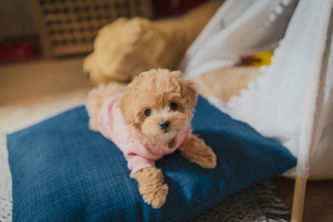 white long coated small dog on blue textile