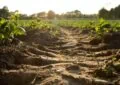 Why Testing Your Soil Is Important For Plant Nutrients And How To Test Your Soil Ph 3 Why Testing Your Soil Is Important For Plant Nutrients And How To Test Your Soil Ph