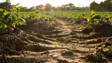 Why Testing Your Soil Is Important For Plant Nutrients And How To Test Your Soil Ph