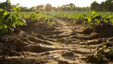 Why Testing Your Soil Is Important For Plant Nutrients And How To Test Your Soil Ph