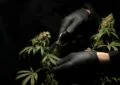 What Are The Potential Benefits Of Cbd For Autoimmune Diseases? 3 What Are The Potential Benefits Of Cbd For Autoimmune Diseases?