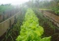 Growing Your Own Vegetables: Tips For A Successful Vegetable Garden 3 Growing Your Own Vegetables: Tips For A Successful Vegetable Garden