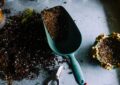 Why Pruning Is Essential For Plant Growth And How To Prune Different Types Of Plants
