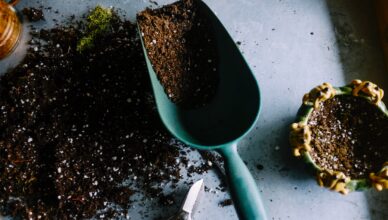 Why Pruning Is Essential For Plant Growth And How To Prune Different Types Of Plants