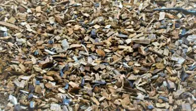 Why Mulching Is Important For Your Garden And How To Properly Mulch
