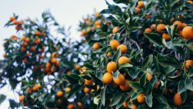 Planting And Caring For Fruit Trees: Enjoying Fresh Fruits From Your Garden