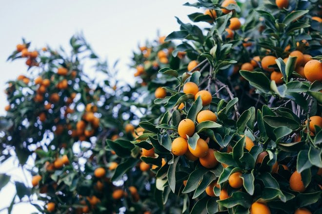 Planting And Caring For Fruit Trees: Enjoying Fresh Fruits From Your Garden