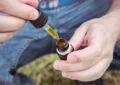 Why Is Cbd Gaining Popularity In The Health And Wellness Industry?