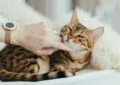 Battling Feline Infectious Peritonitis: Symptoms and Hope 4 Battling Feline Infectious Peritonitis: Symptoms and Hope