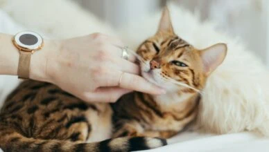 person holding brown cat on white textile