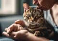 The Dangers of Feline Heartworm Disease: An Owner's Guide 4 The Dangers of Feline Heartworm Disease: An Owner’s Guide