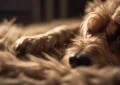 Lyme Disease in Dogs: Recognizing the Signs 2 Lyme Disease in Dogs: Recognizing the Signs