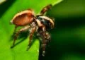 Beginner's Guide: Expert Tips for Handling Tarantulas Safely 5 Beginner’s Guide: Expert Tips for Handling Tarantulas Safely