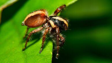 Beginner's Guide: Expert Tips for Handling Tarantulas Safely