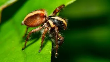 Beginner's Guide: Expert Tips for Handling Tarantulas Safely