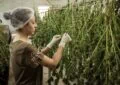 Why Is Cbd Being Studied For Its Potential Antidepressant Effects? 5 Why Is Cbd Being Studied For Its Potential Antidepressant Effects?