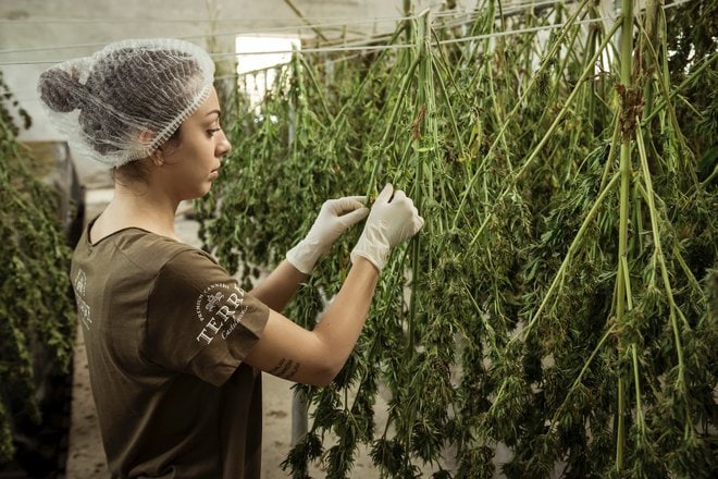 Why Is Cbd Being Studied For Its Potential Antidepressant Effects?