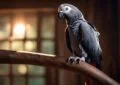 African Grey Parrots: Unveiling the Intelligence of a Feathered Genius 4 African Grey Parrots: Unveiling the Intelligence of a Feathered Genius