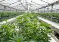 What Is The Legal Status Of Cbd In Different Countries? 3 What Is The Legal Status Of Cbd In Different Countries?