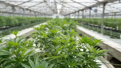 What Is The Legal Status Of Cbd In Different Countries?