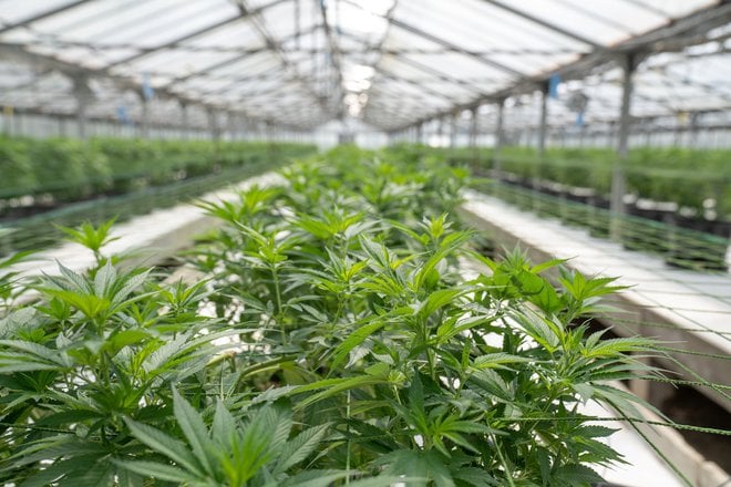 What Is The Legal Status Of Cbd In Different Countries?