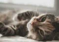 Panleukopenia in Cats: Understanding This Serious Disease 4 Panleukopenia in Cats: Understanding This Serious Disease