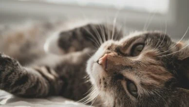 black and white tabby cat