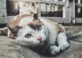 Detecting Dental Disease in Cats: What Every Owner Should Know 5 Detecting Dental Disease in Cats: What Every Owner Should Know