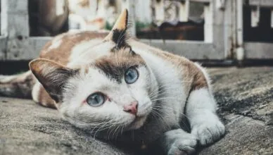 selected-focus photo of tricolor cat leaning on gray concrete paving