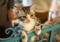 Feline Ringworm: Identification and Treatment Strategies 4 Feline Ringworm: Identification and Treatment Strategies