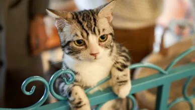 brown tabby cat on teal metal gate