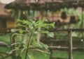 Why Creating A Rain Garden Is Environmentally Friendly And How To Design Your Rain Garden 2 Why Creating A Rain Garden Is Environmentally Friendly And How To Design Your Rain Garden