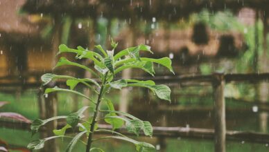 Why Creating A Rain Garden Is Environmentally Friendly And How To Design Your Rain Garden