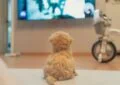Can Dogs Understand Television Programs? 3 Can Dogs Understand Television Programs?