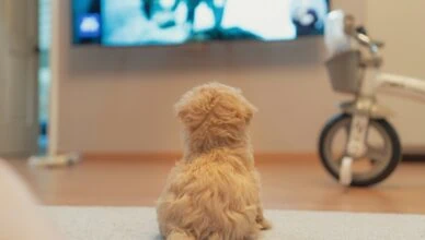 white long coated small dog on floor