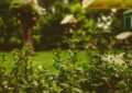 Designing A Low-Maintenance Garden: Strategies For Easy Care And Long-Lasting Beauty